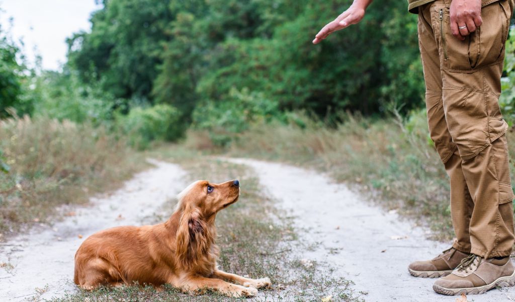 Cocker Spaniel Direction Training