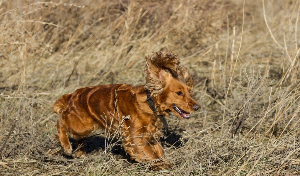 How to get a spaniel to quarter