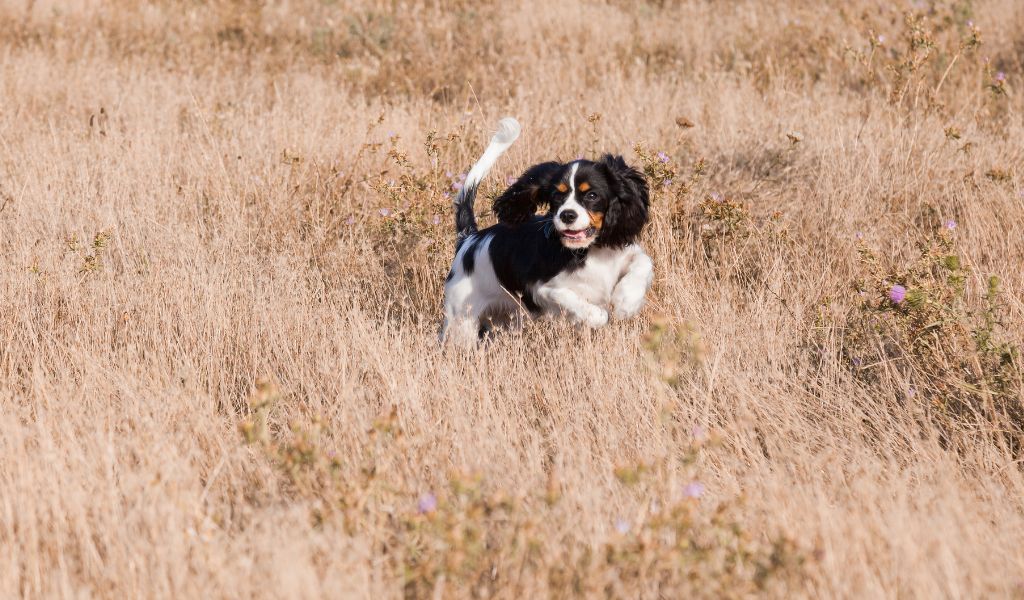 How to get a spaniel to quarter