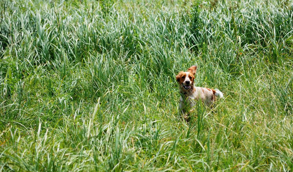 How to get a spaniel to quarter