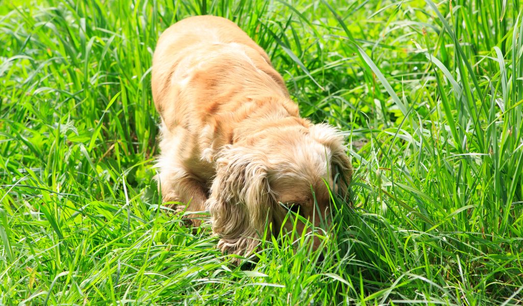 Working with a spaniel's sense of smell