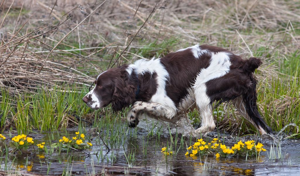 Working with a spaniel's sense of smell