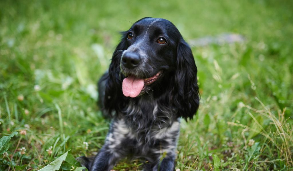 How do you teach a spaniel a blind retrieve?