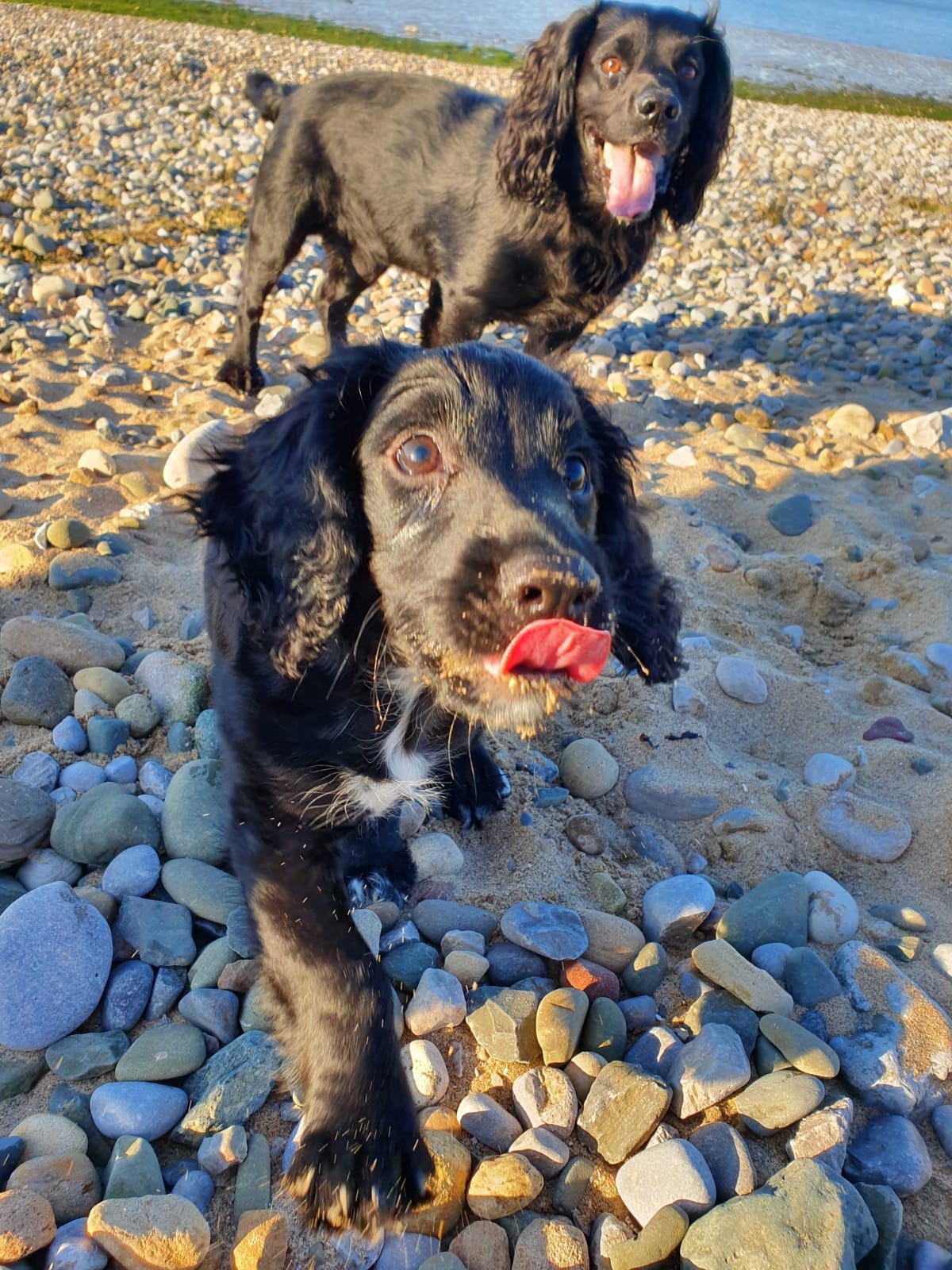 How To Deal With Cocker Spaniel Retrieving Problems