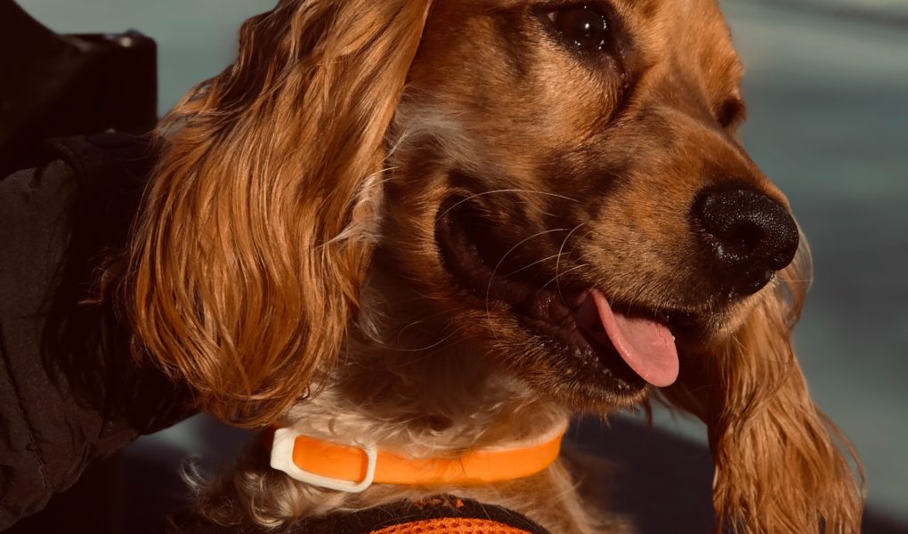 Can Corona Virus Infect Dogs? 3 is it safe to cuddle my dog