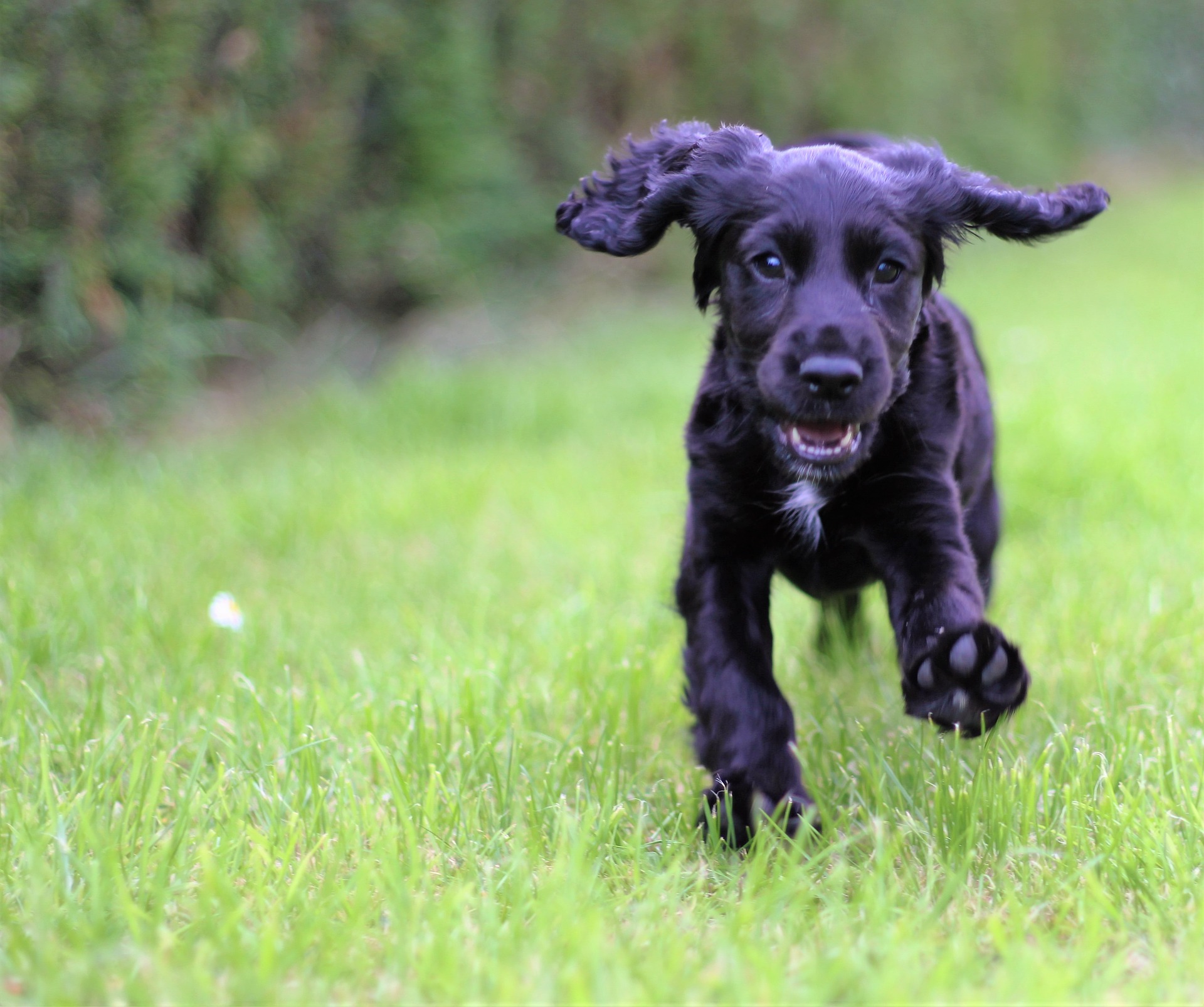 working cocker spaniel