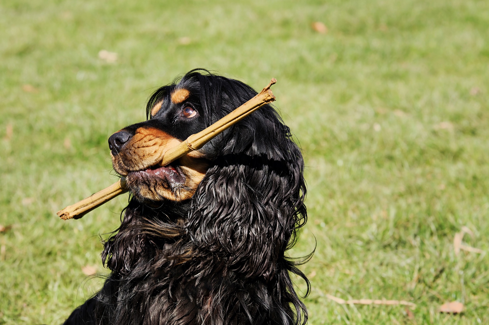 Can Corona Virus Infect Dogs?