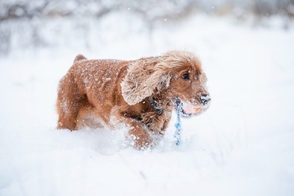 how do you teach a spaniel a blind retrieve