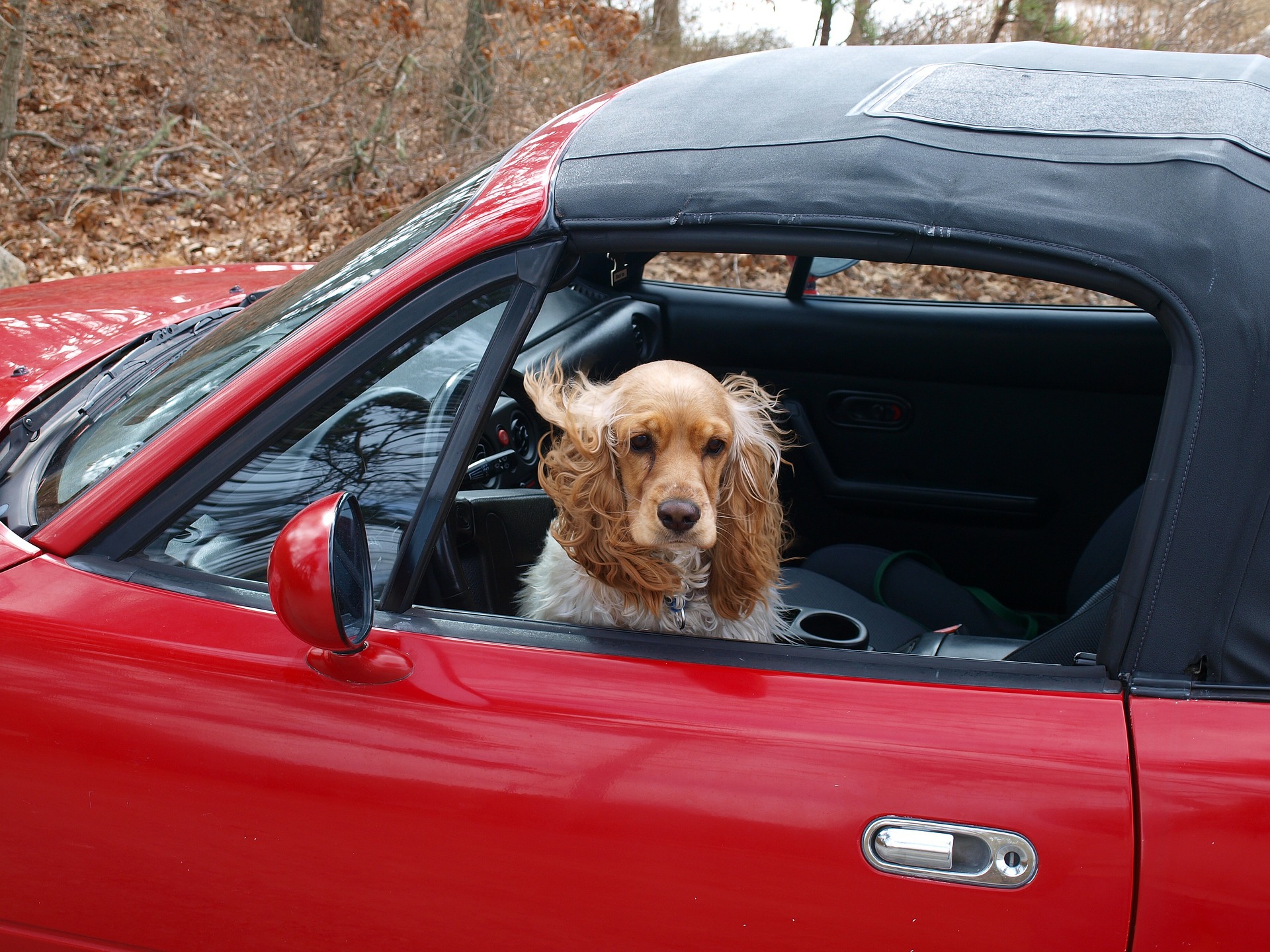 travelling with a cocker spaniel