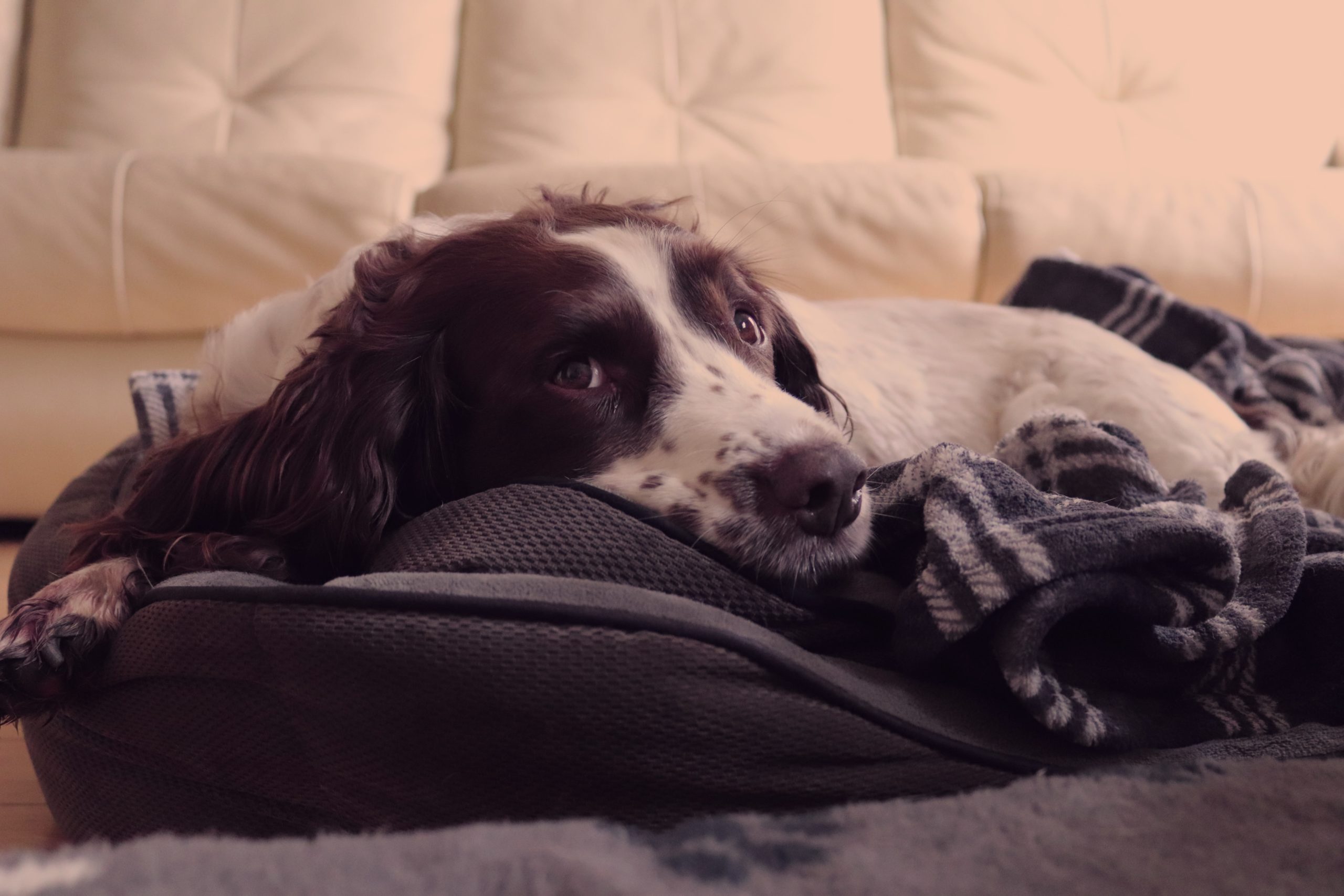 english springer spaniel