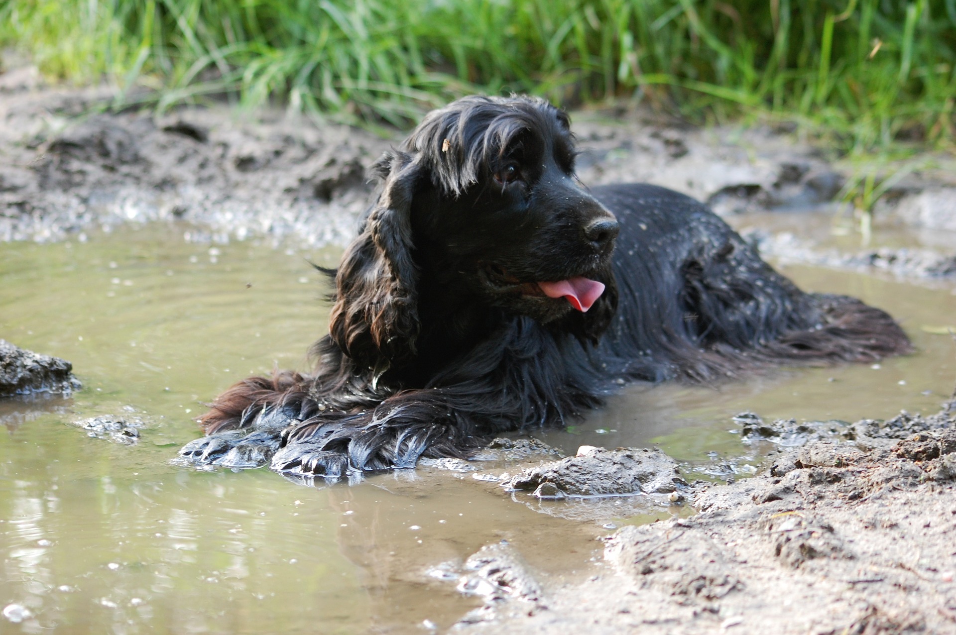 how to get a spaniel to quarter