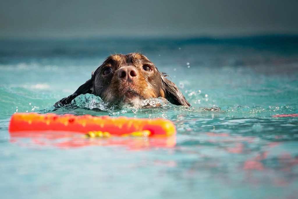 do cocker spaniels like water