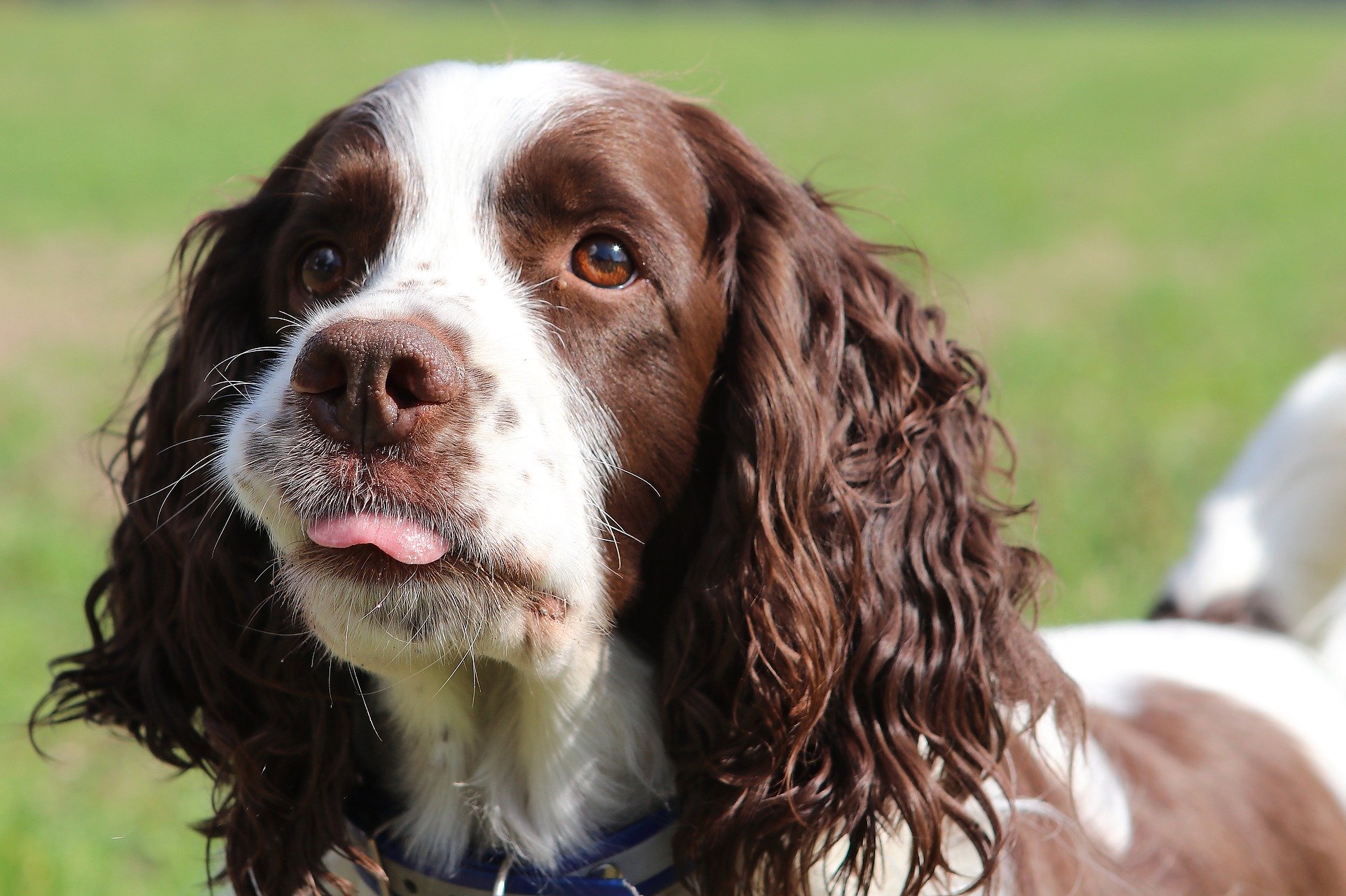 How To Get a Spaniel to Stop on the Whistle