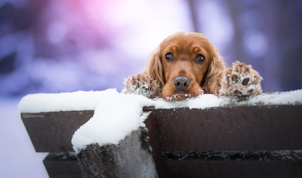 Why is my Cocker Spaniel howling? Easy Spaniel Training