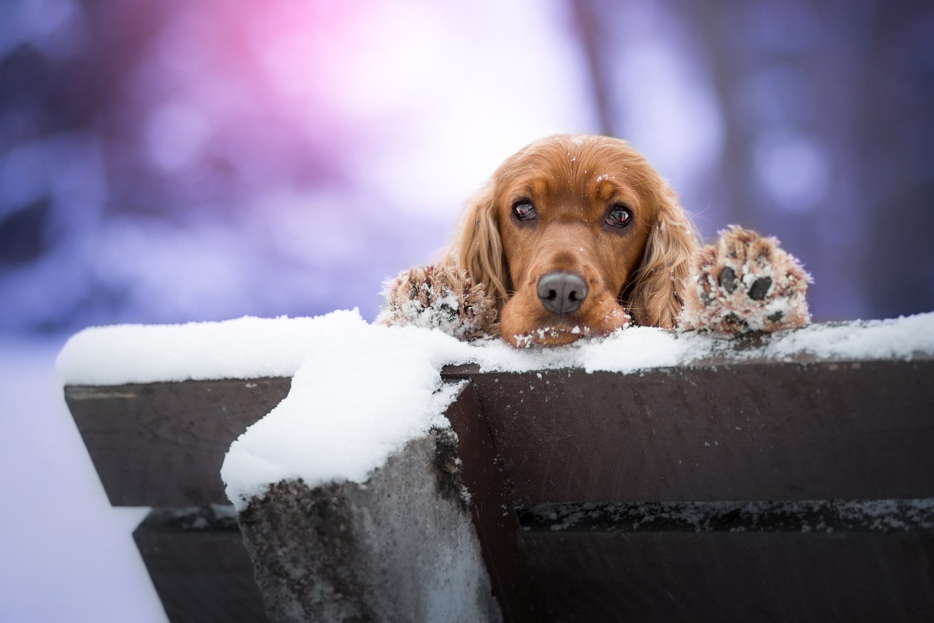 Why is my Cocker Spaniel howling? Understanding the Reasons and Solutions.