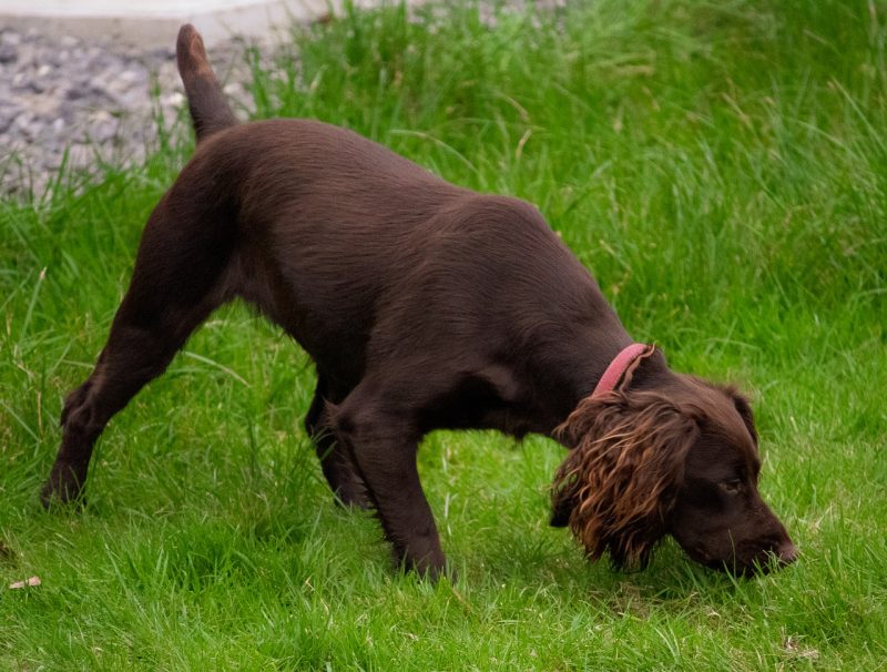Working with a spaniel’s sense of smell