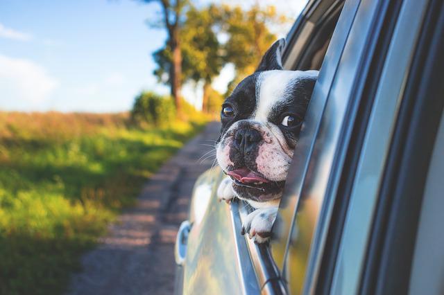 car travel for dogs