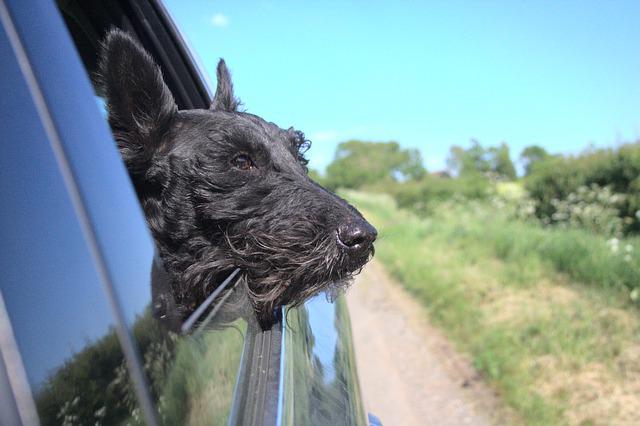 car travel for dogs