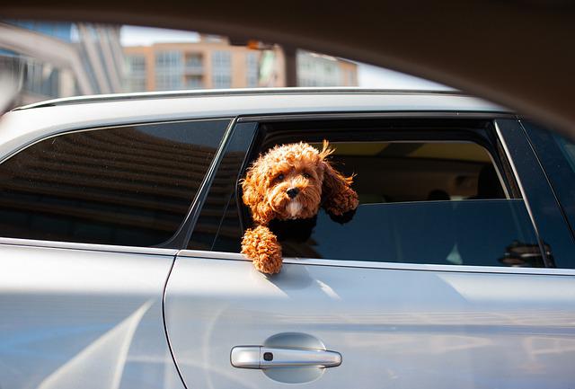 Car travel for dogs 3 car travel for dogs