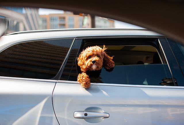 car travel for dogs