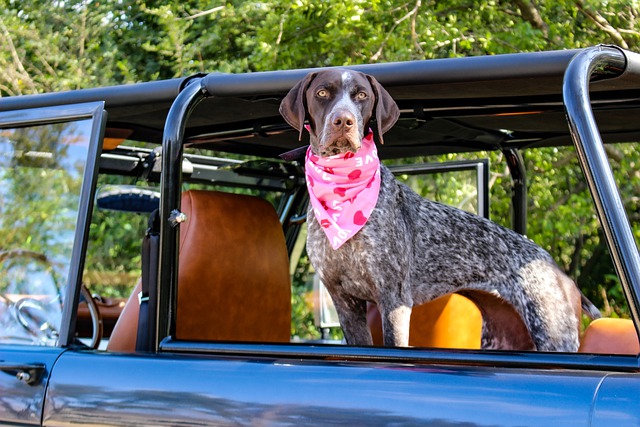 car travel for dogs