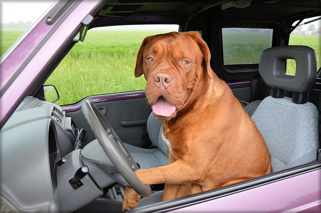 car travel for dogs