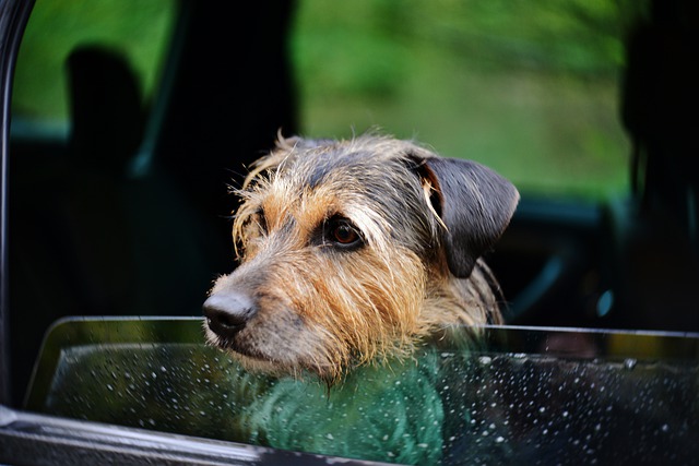 car travel for dogs