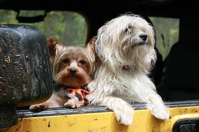 car travel for dogs