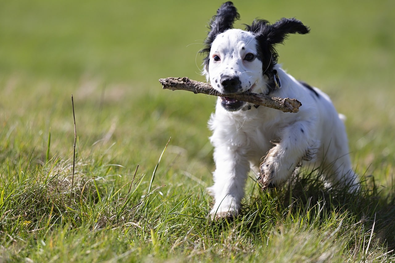 How do you teach a spaniel a blind retrieve?