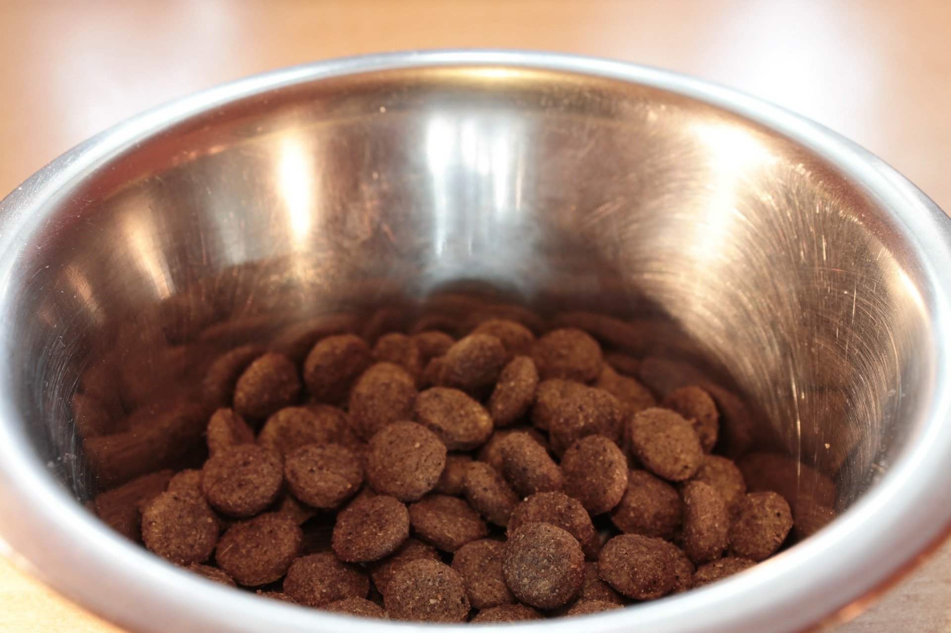 Best Spaniel Puppy Food