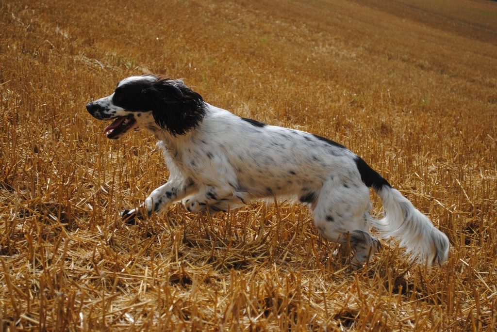 how do you teach a spaniel a blind retrieve