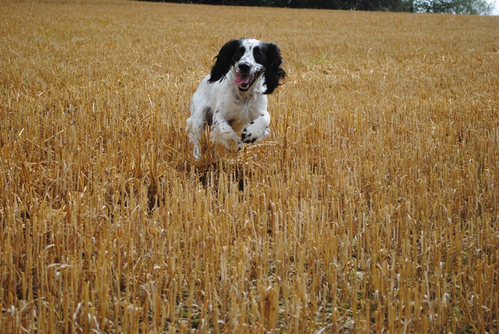 How to get a spaniel to quarter 5 getting a spaniel quartering