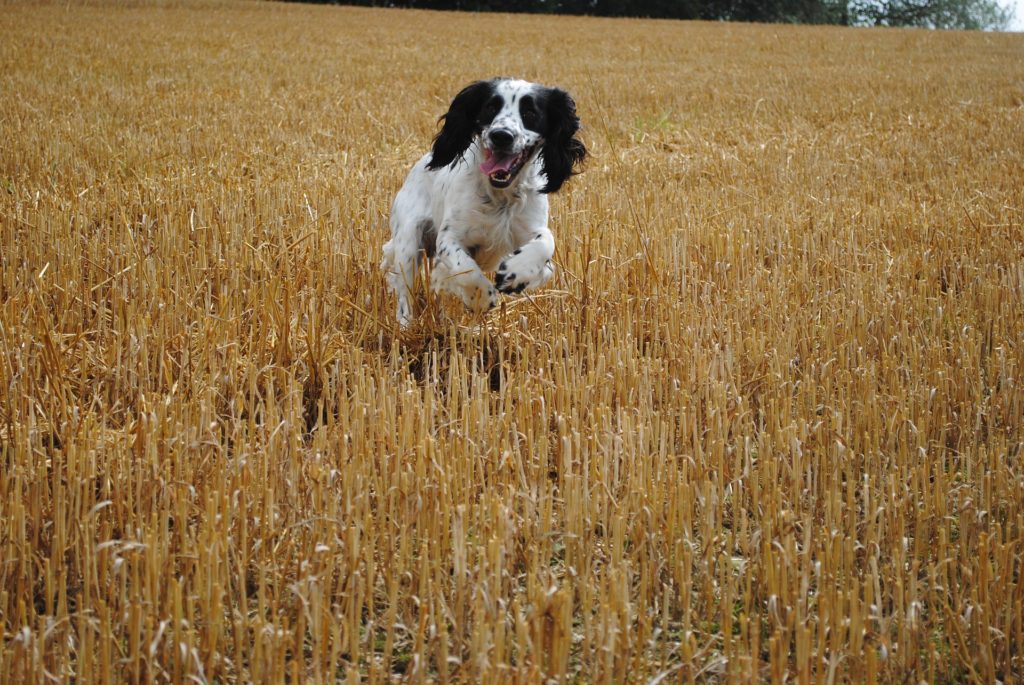 getting a spaniel quartering