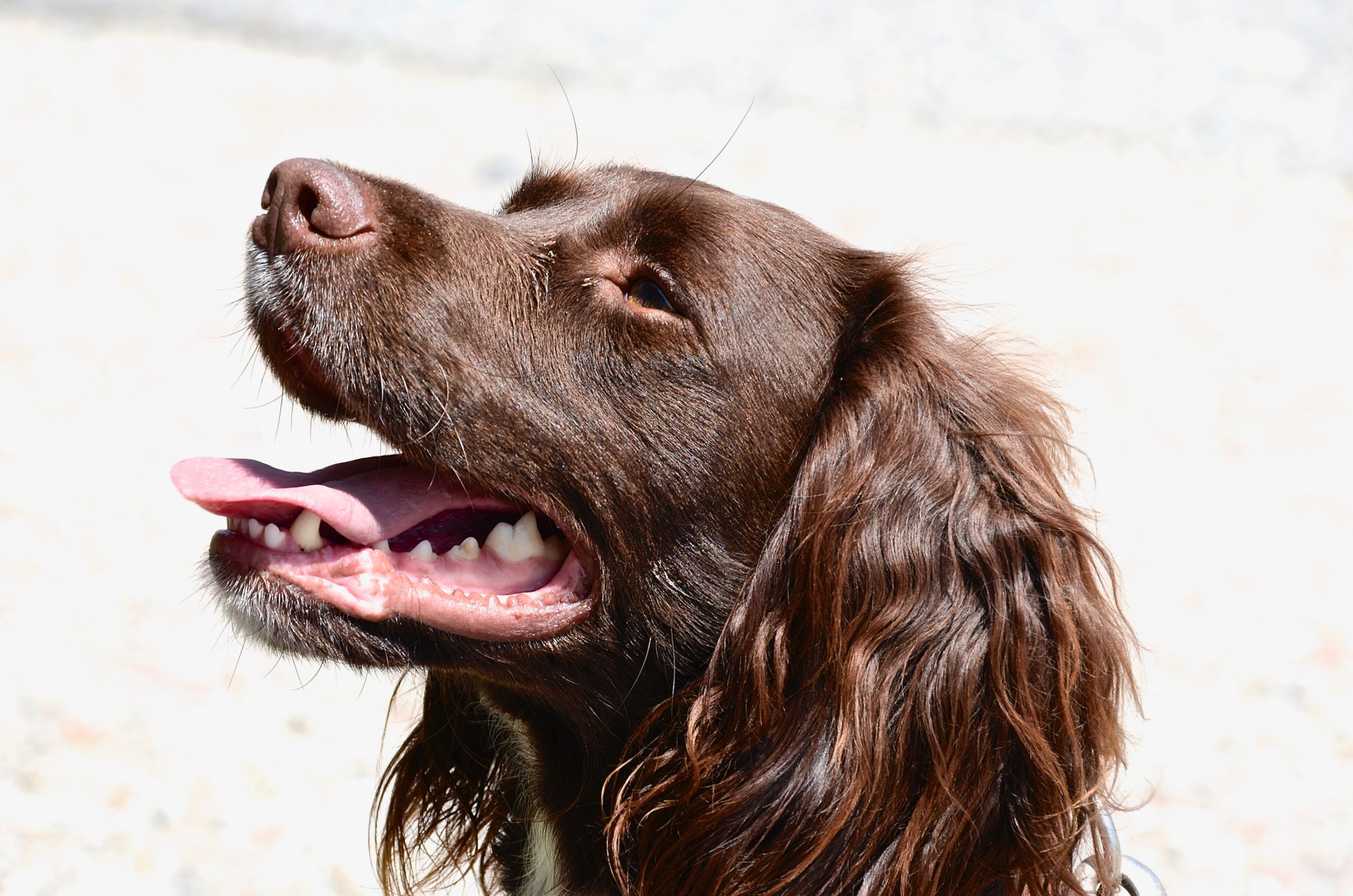 The Boykin Spaniel