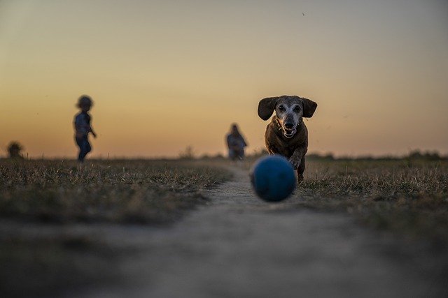 car travel for dogs