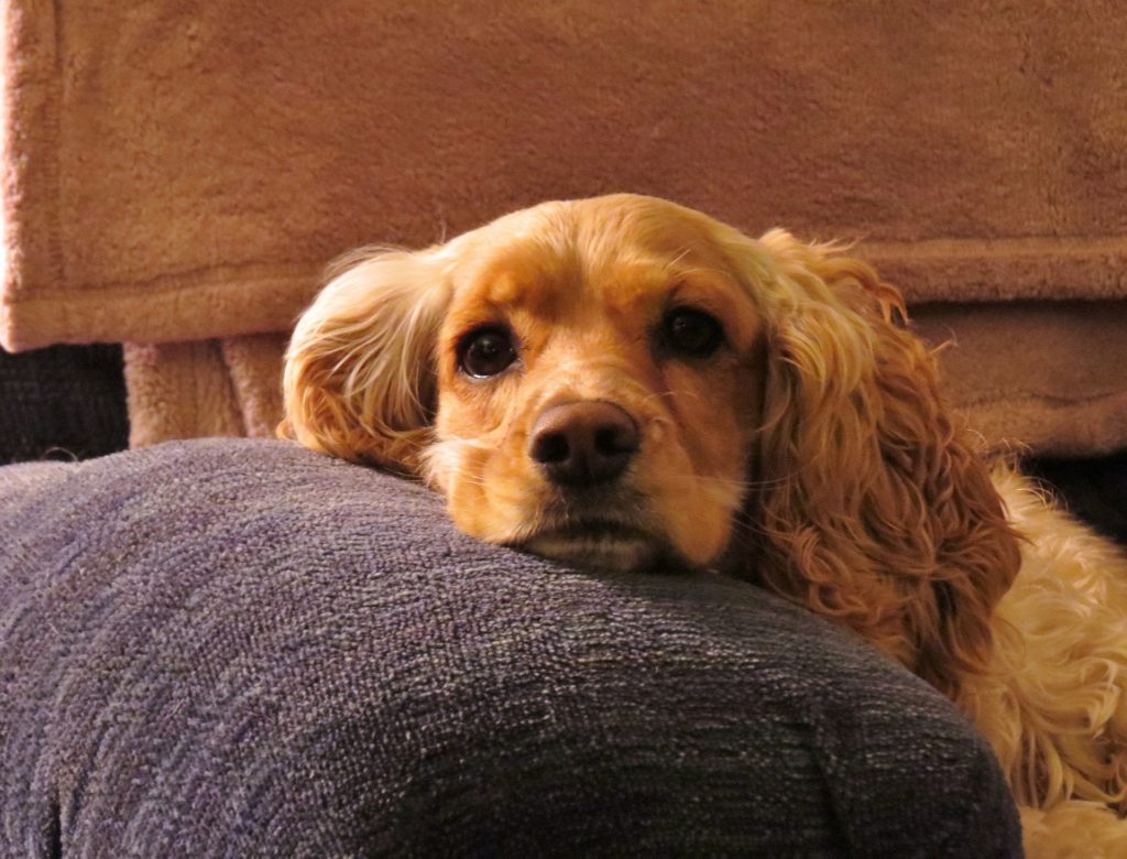 Best Spaniel Puppy Food 13 cocker spaniel puppy