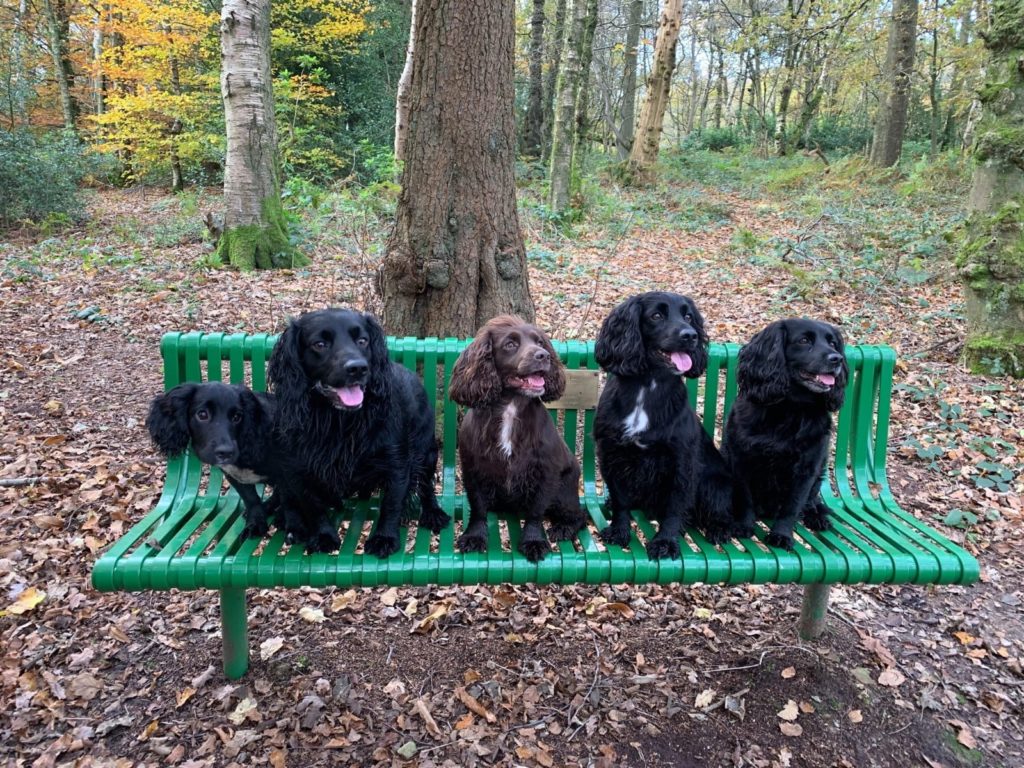 what commands to use when training spaniels