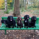 what commands to use when training spaniels
