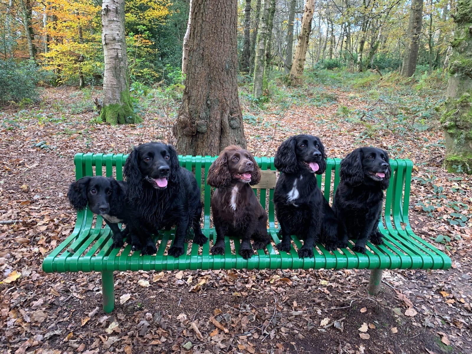 What Commands To Use For Training Spaniels