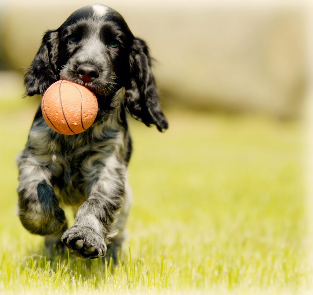 cocker spaniel direction training