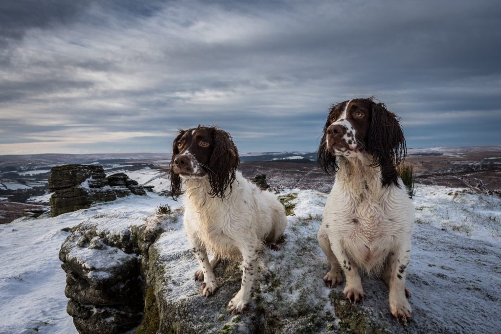 The English Springer Spaniel 2 English Springer Spaniel