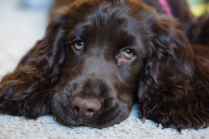 chew toys for spaniels