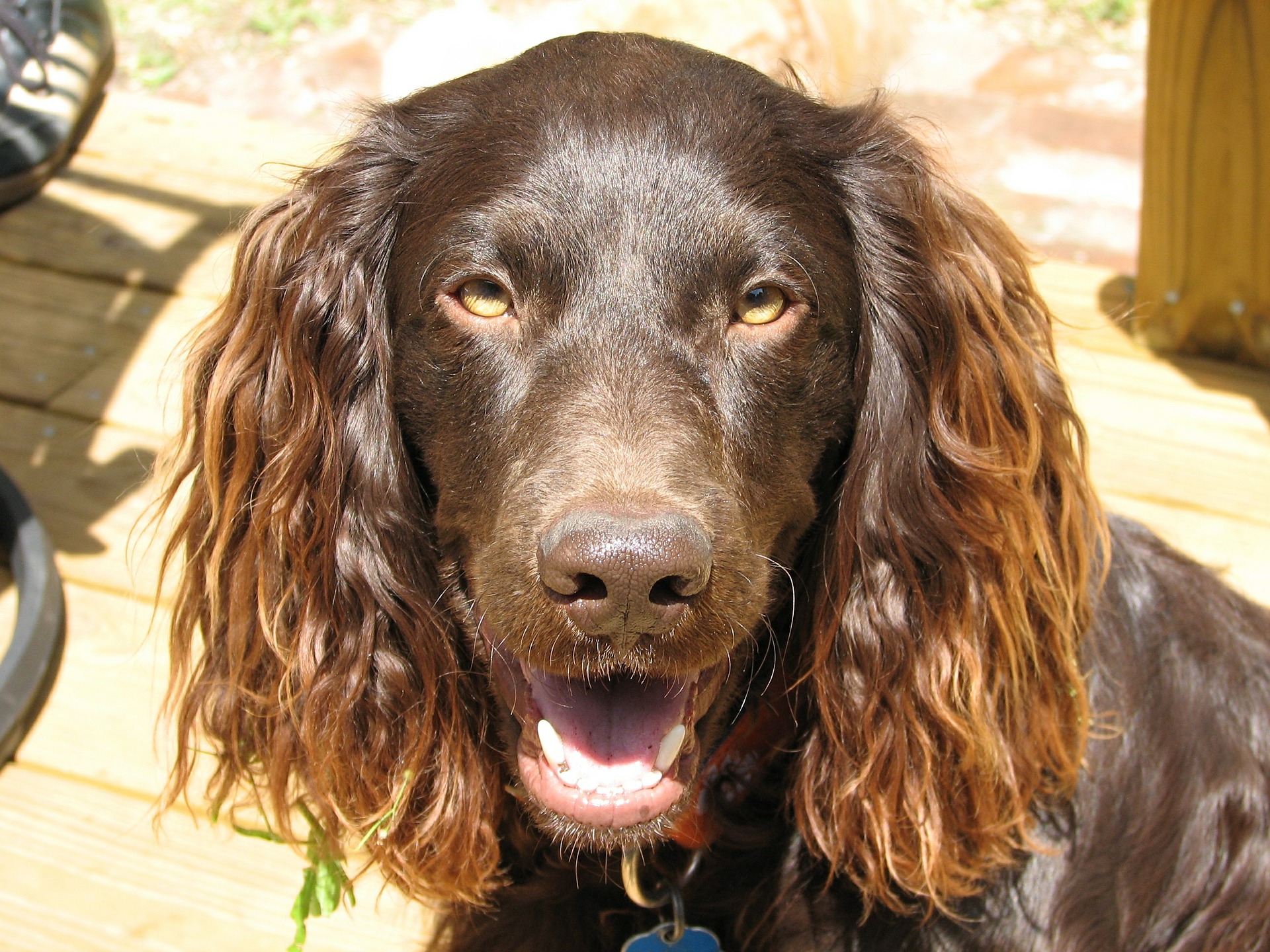 Cocker Spaniel Direction Training