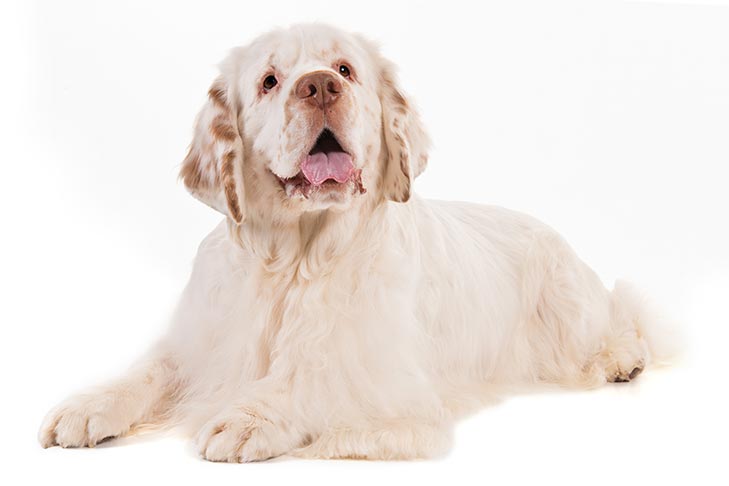 Clumber Spaniel Lying Down