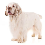 are clumber spaniels good dogs