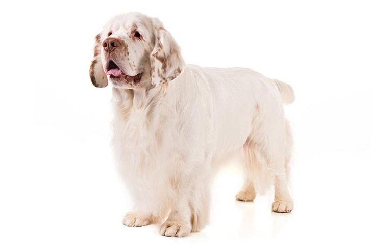 Are Clumber Spaniels Good Dogs?
