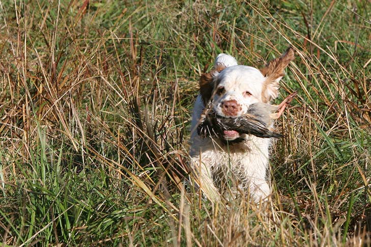 clumber spaniel good dog