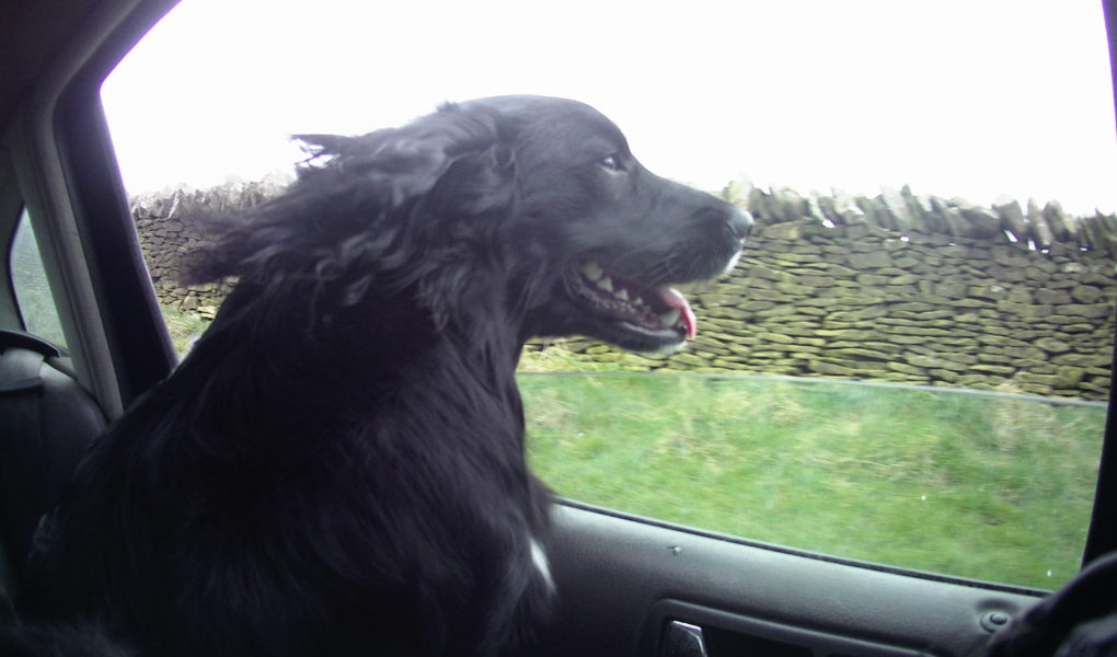 Cocker Spaniel Puppy Gundog Training Easy Spaniel Training