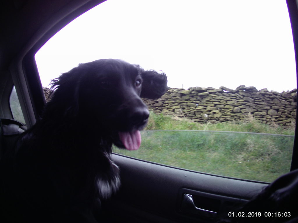 nimrod cocker spaniel puppy gundog training