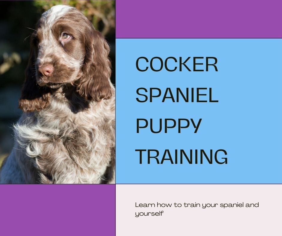 cocker spaniel puppy training